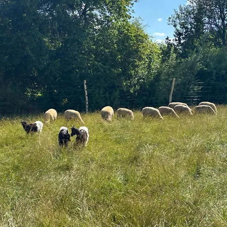 Naturparadies Im Sauerland Haus Tannenglueck Wenden (Sauerland)